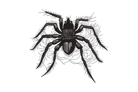 Realistic tarantula spider machine embroidery, black on white, hairy legs and abdomen markings in naturalist style