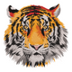 Realistic Tiger Face Embroidery Design, Wildlife Portrait Pattern