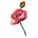 Red Poppy Flower Embroidery Design, Watercolour Sketch Floral Pattern, Instant Download