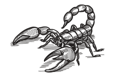 Scorpion embroidery design, single black colour, detailed pen-and-ink crosshatch style with arched tail and forward-extended claws.