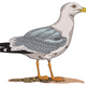 Seagull Embroidery Design, Instant Download