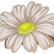 Simple Daisy Flower Embroidery Design V2, Instant Download