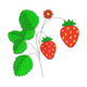 Strawberry Plant Embroidery Design, Instant Download