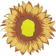 Sunflower Bloom Embroidery Design, Instant Download