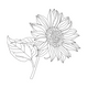 Sunflower Line Art Embroidery Design, Instant Download