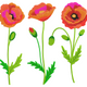 Three Poppy Flowers Embroidery Design, Instant Download