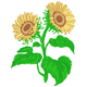 Two Sunflowers with Leaves Embroidery Design, Instant Download