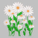 White Daisy Flower Bouquet Embroidery Design, Instant Download