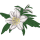 White Floral Embroidery Design, Botanical Flower Pattern, Instant Download