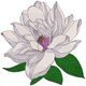 White Peony Flower Embroidery Design, Instant Download